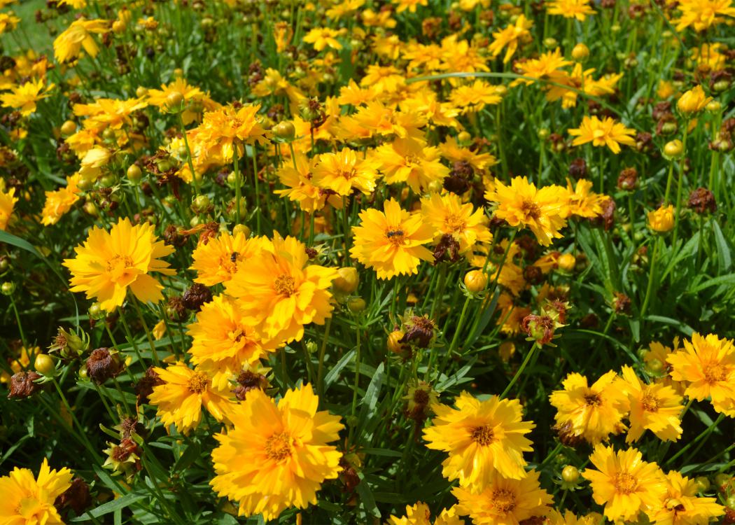 Dozens of bright yellow flowers bloom above green foliage.