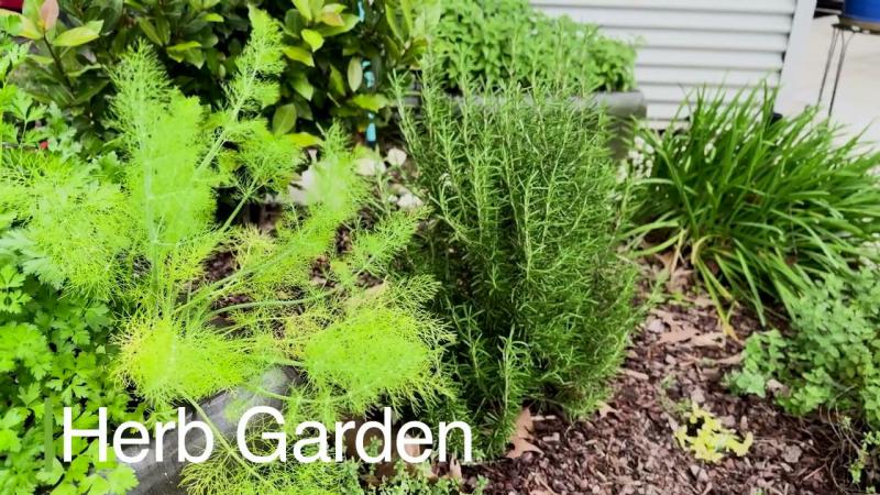 Backyard Bluff Gardens, June 2025