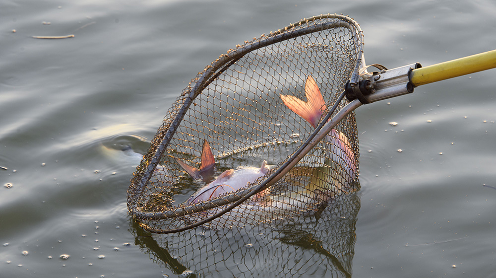 Catfish Harvest