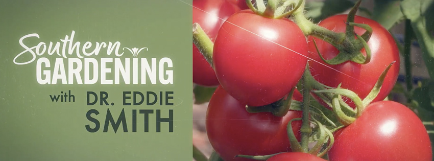 Southern Gardening with Dr. Eddie Smith logo, with close up of tomato plants