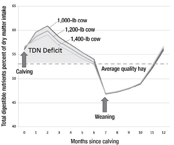 Line graph showing total digestible nutrient intake for 1,000-, 1,200-, and 1,400-lb cows over 12 months since calving. Intake peaks around 2 months, dips after weaning, and is compared to average quality hay. TDN deficit is shaded.