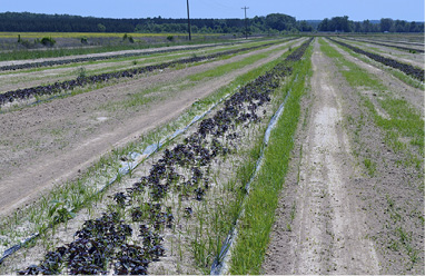 Rows of grassy yellow nutsedge pops up in rows alongside the propagation areas for sweetpotato growth.