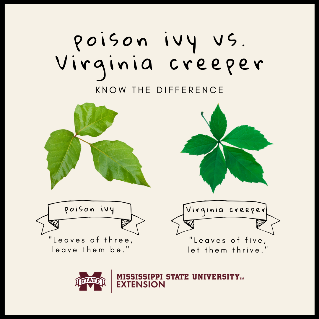 Poison Ivy vs. Virginia Creeper  Mississippi State University Extension  Service