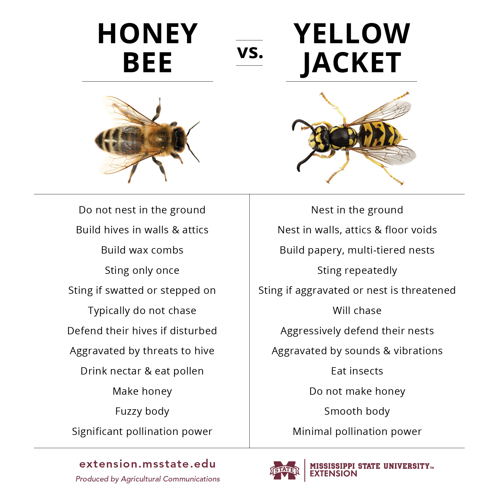 Yellow Jacket Identification Chart