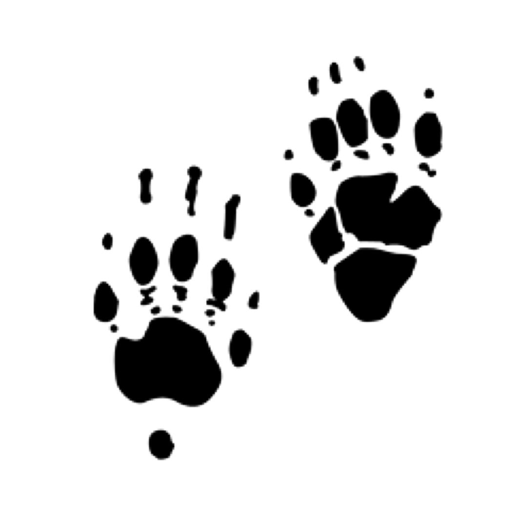 Skunk Tracks