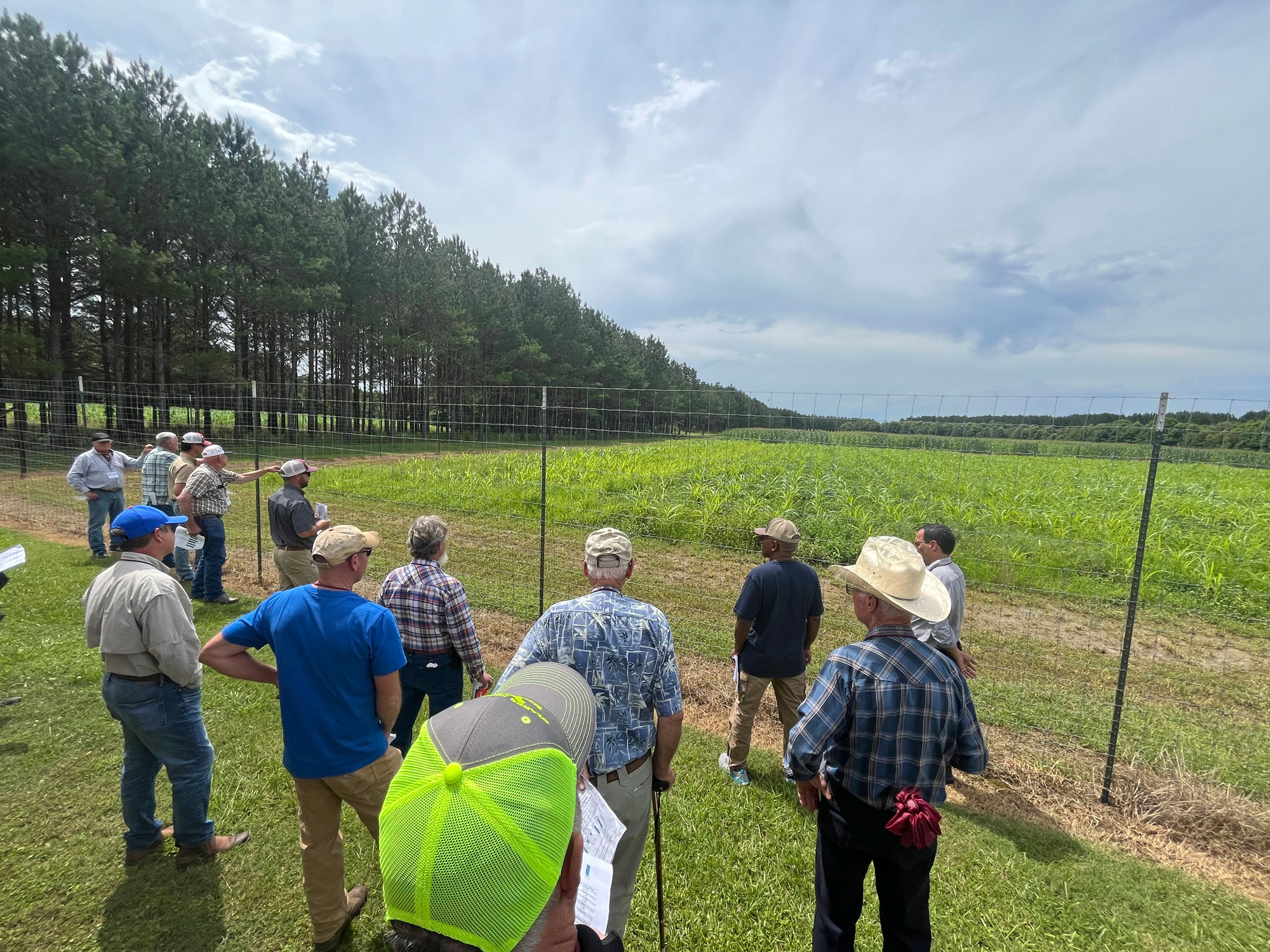 A group of people looking at a field of young, ripening corn.