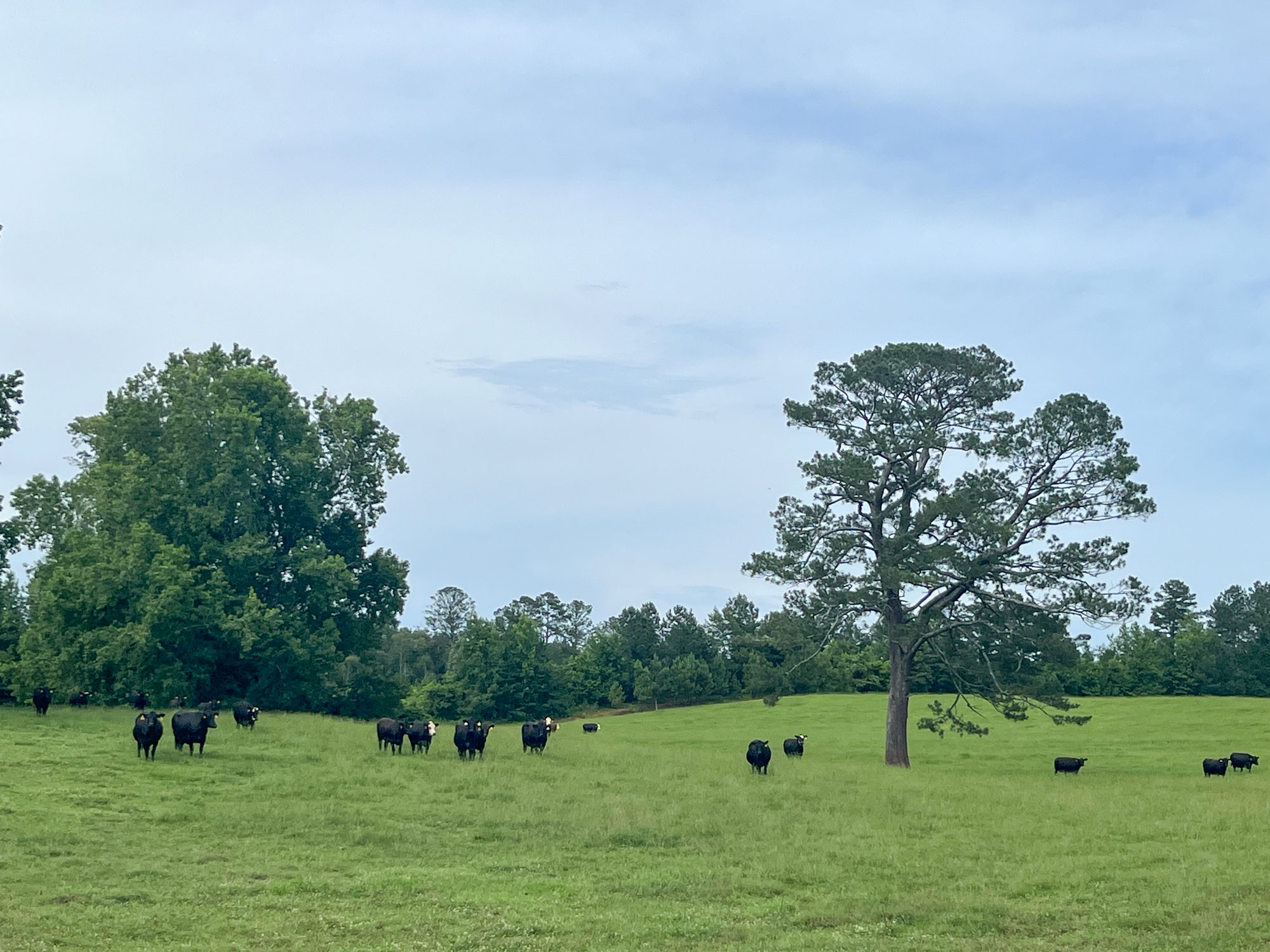 A group of cattle spread out in a field.