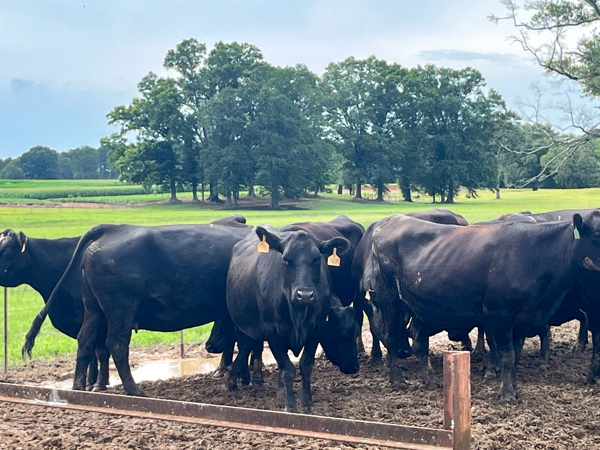 A group of cattle standing very close together in a field.