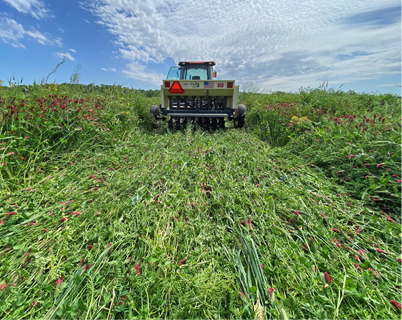 A tractor flattens a strip of tall, green plants in a field.