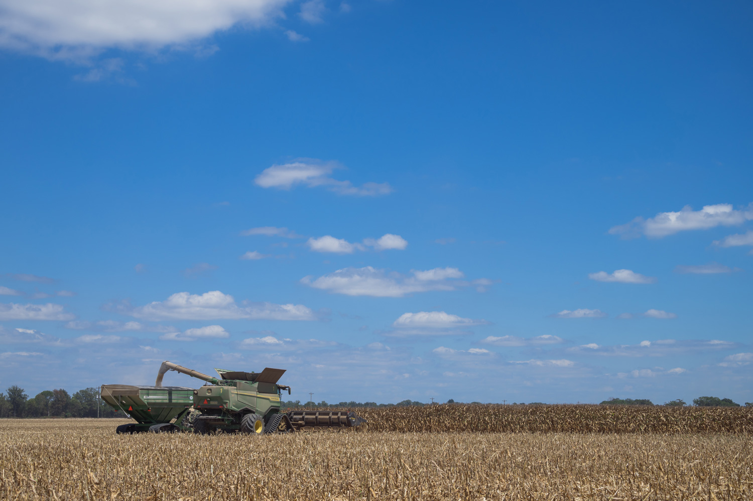 A combine harvesting corn in a field.