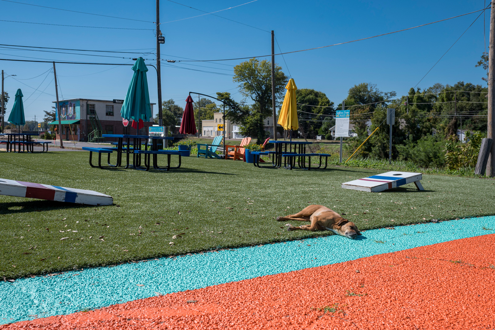 A dog lying on grass on a sunny day at a pocket park.