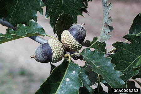 chinquapin oak acorn 