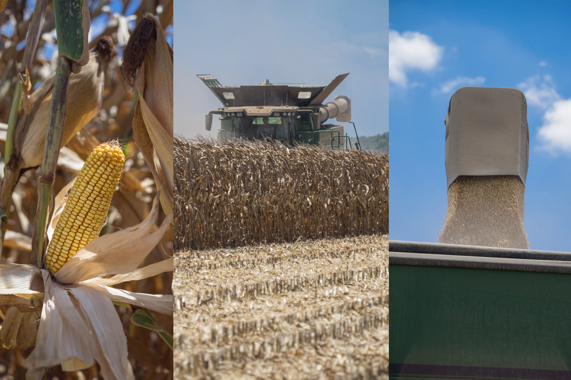 Corn growing in the field on the left, a combine harvesting corn in the middle, and harvested kernels pouring into a silo on the right.