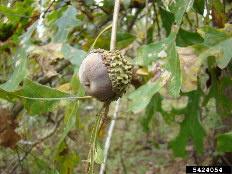 Overcup oak acorn 