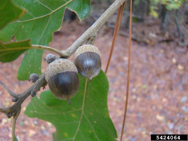 Post oak acorn 
