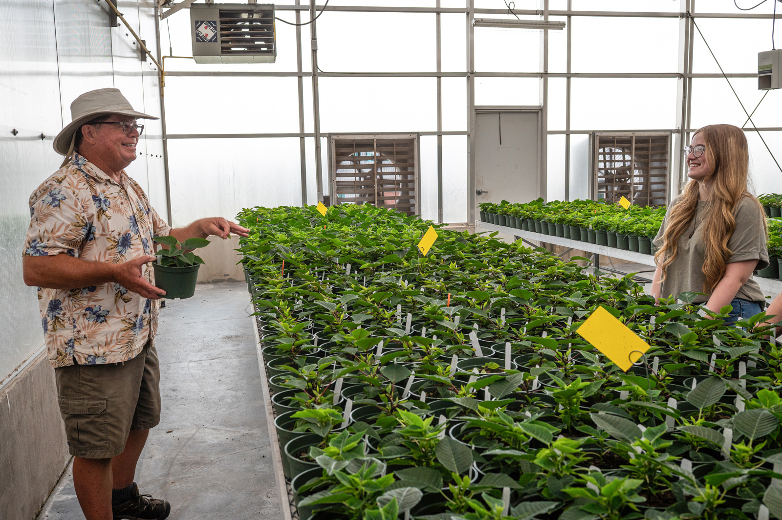 Two people standing in a green house on opposite sides of a row of plants.