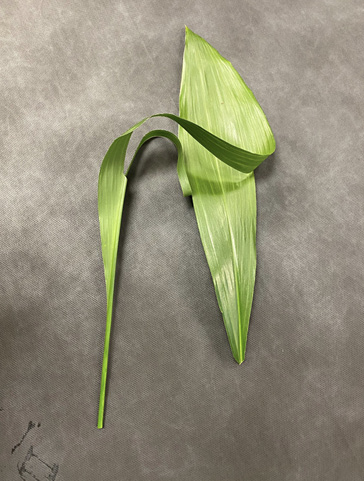 A leaf with its edges gently torn back from a central cut, remains connected as one piece.