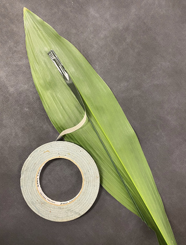The back of a leaf is shown with a roll of tape, as a strip of tape is used to secure wire along the central midvein.