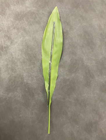 The back of a leaf is shown with a strip of tape covering the central midvein.