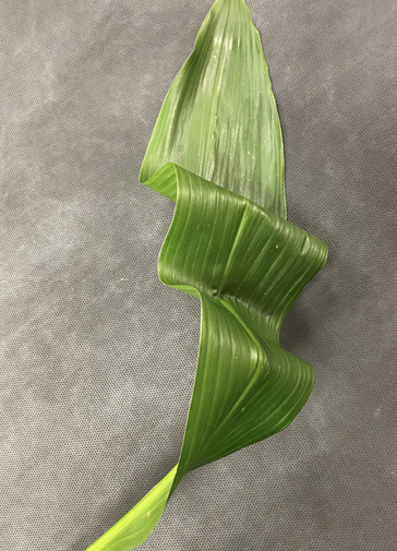 A leaf reinforced with a wired backbone is shown bent at two points along its length.