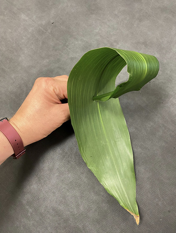 A hand holds a curled leaf that is punctured by its stem.