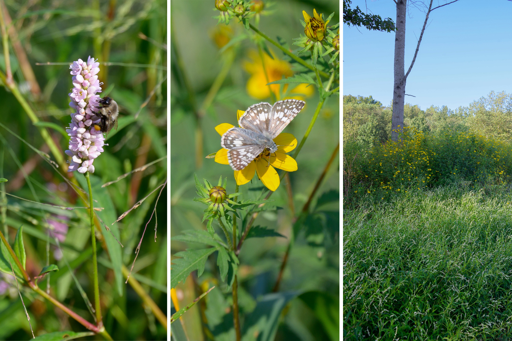 Purple and yellow flowers in a field.