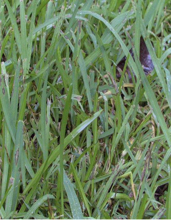 A patch of grass shows each blade has lesions and black borders showing signs of infection.