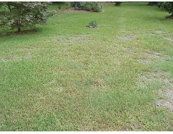 Wide shot of a lawn showing extensive discoloration, with patches of grass turning yellow, brown, and gray due to gray leaf spot infection, indicating areas of fungal damage and grass stress.