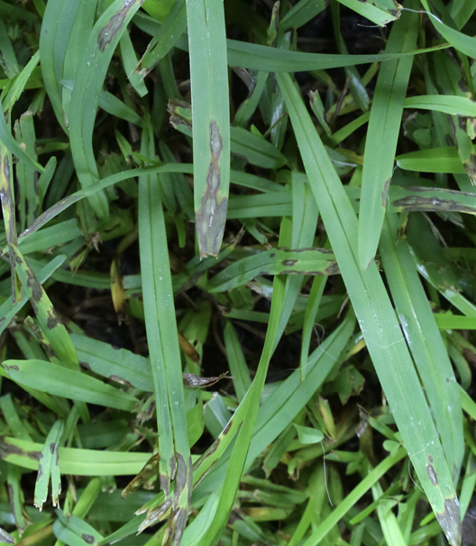 Blades of green grass with a blackish color on the ends and edges. 