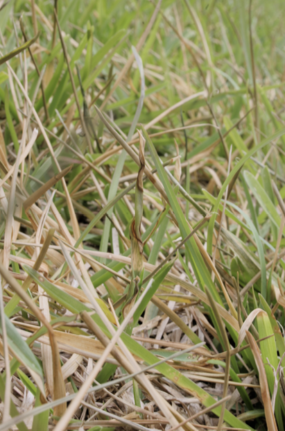 Blades of grass, some of which are tan or brown and dying due to gray leaf spot infection.