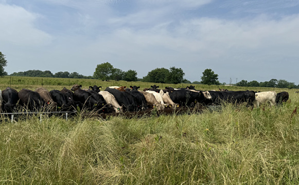 A herd of cows grazing in a pasture.
