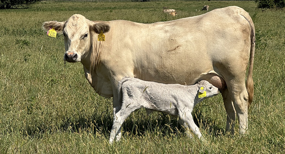 Cow standing in a pasture with a calf suckling its udder.