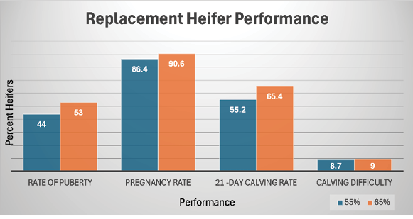 Bar graph comparing reproductive and calving performance of heifers developed to 55 percent and 65 percent of mature body weight. Rates of puberty are 44 percent at 55 and 53% at 65. Pregnancy rates are 86.4 percent at 55 and 90.6 percent at 65. The 21-day calving rates are 55.2 percent at 55 and 65.4 percent at 65. Calving difficulty rates are 8.7 percent at 55 and 9 percent at 65.