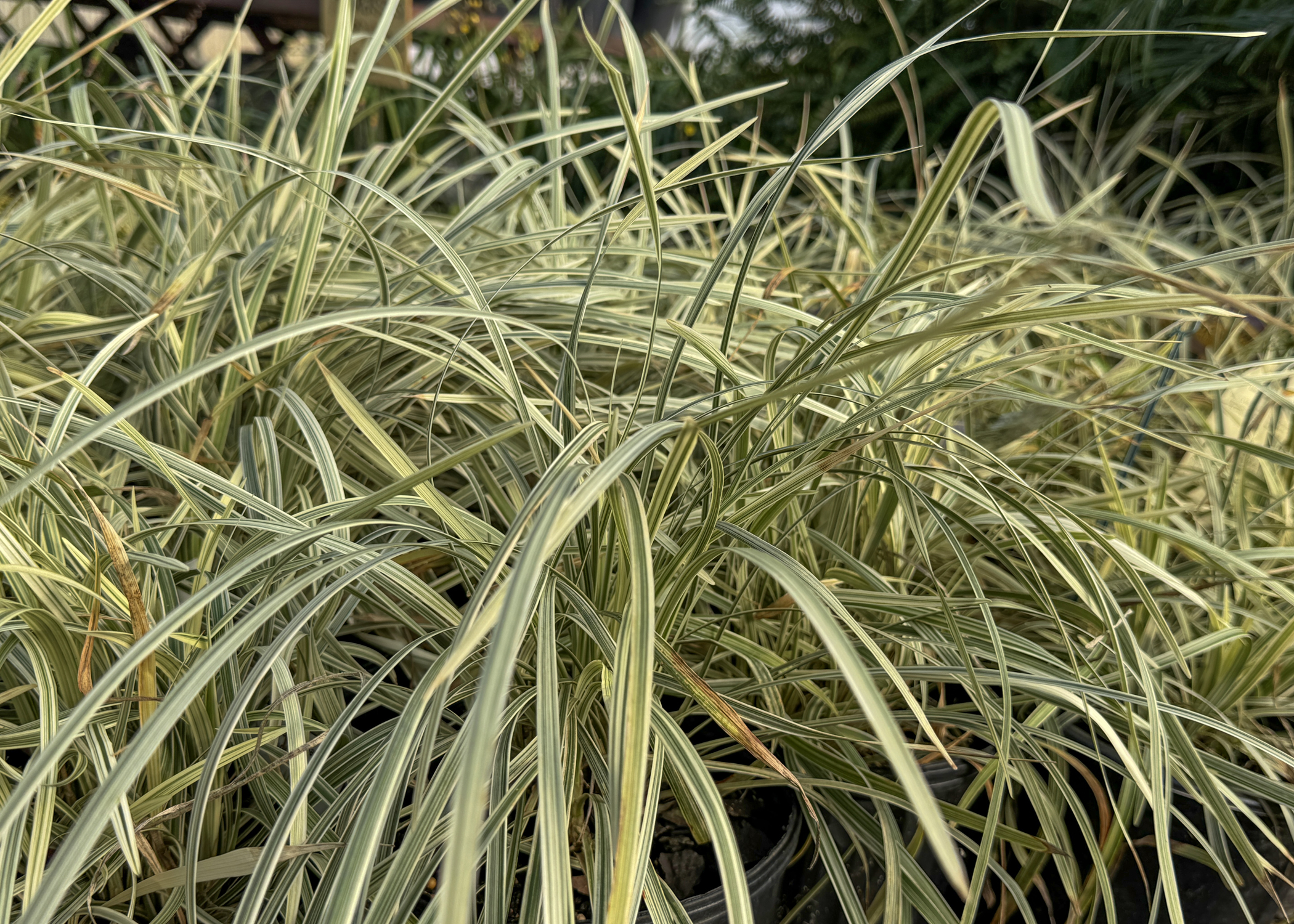 Southeast High 2002 Yearbook by Lincoln Public Schools Library Media  Department - Issuu, image size:2100x1500