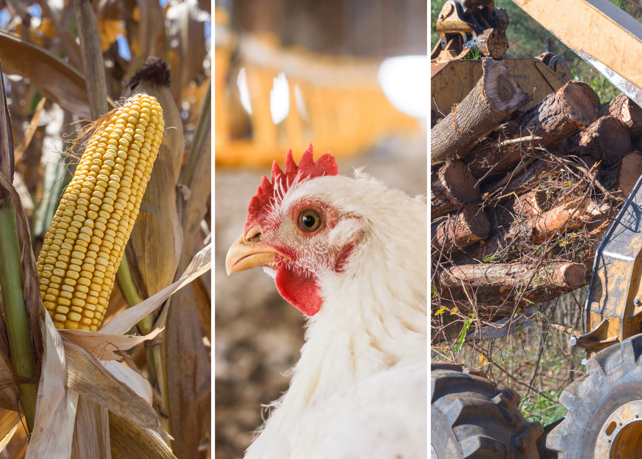 Edit Image ye20251219_forestry.jpg | Mississippi State University Extension  Service, image size:2100x1500