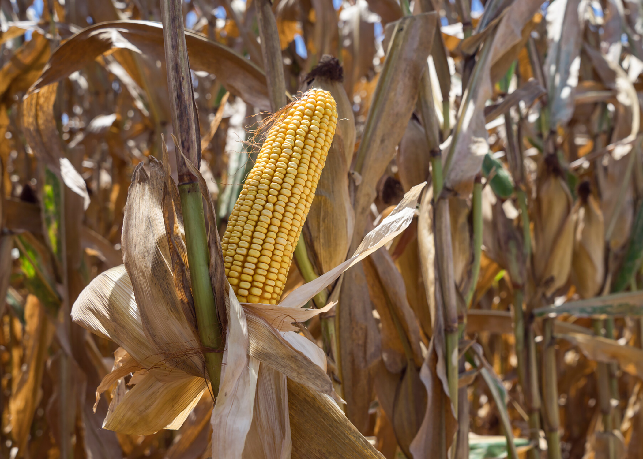 Camisas Payasos Camiseta Divertida Para Mujer, Diseño De Payaso De Circo  Disfraz Payaso It Mujer, image size:2100x1500