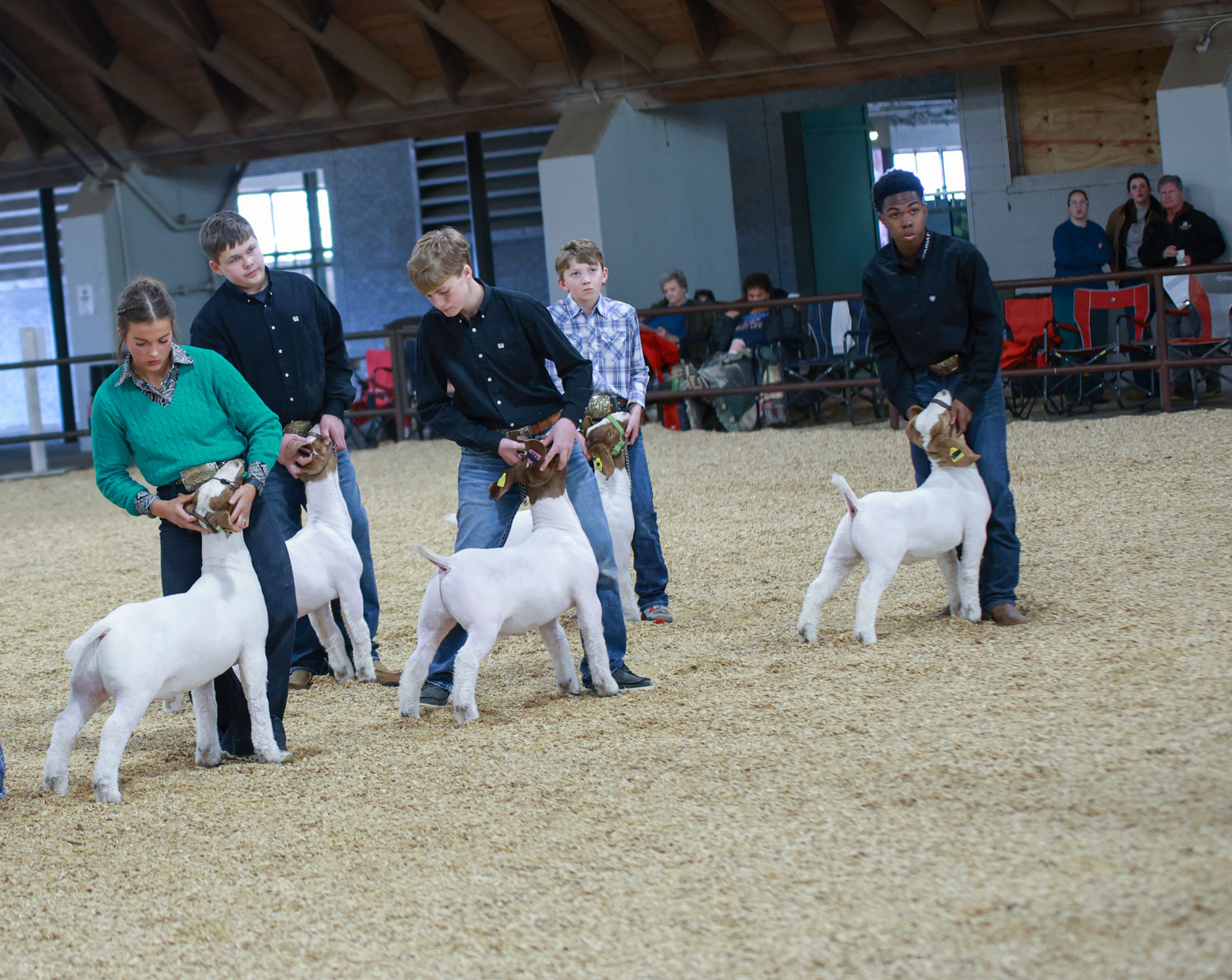 Young people showing goats in a show ring.