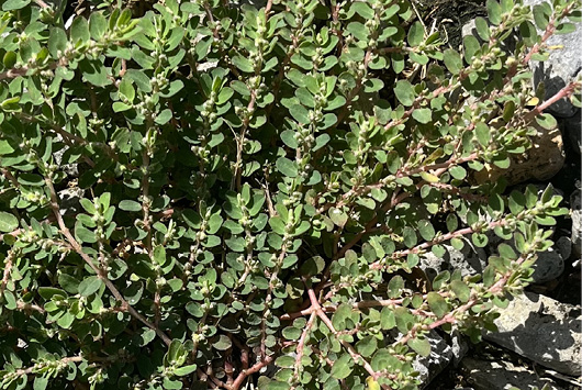 Prostrate spurge with many thin, reddish, hairy stems, lined with tiny opposite oval leaves, is sprawled across gray rocks.