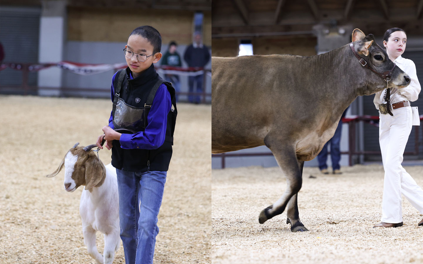 One child on the left shows a goat by holding leash with both hands and another child on the right shows a dairy cow.