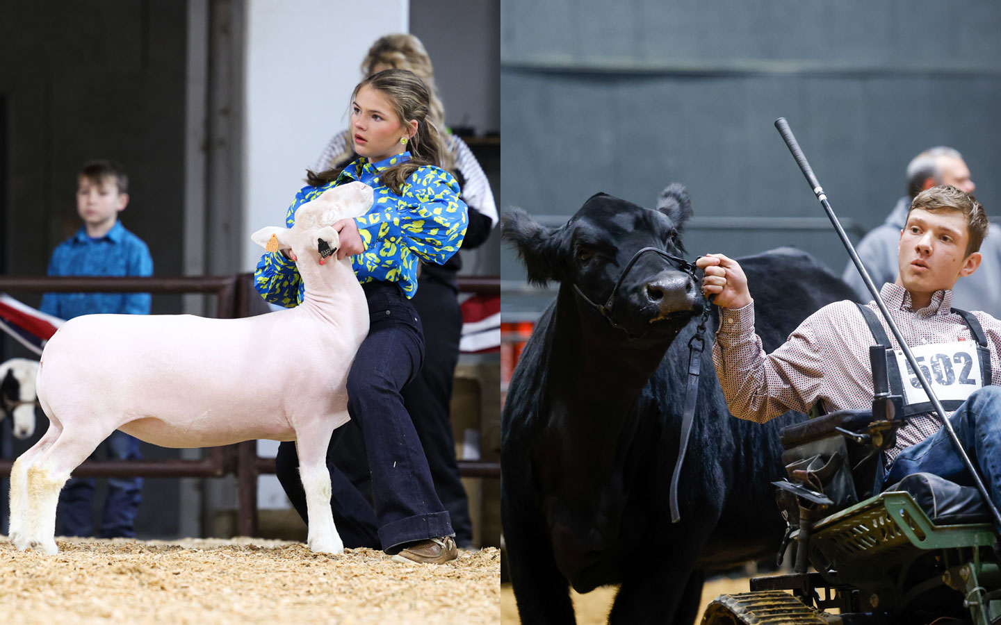 A child shows her breeding hair sheep on the left, and a teen shows his English commercial heifer on the right.