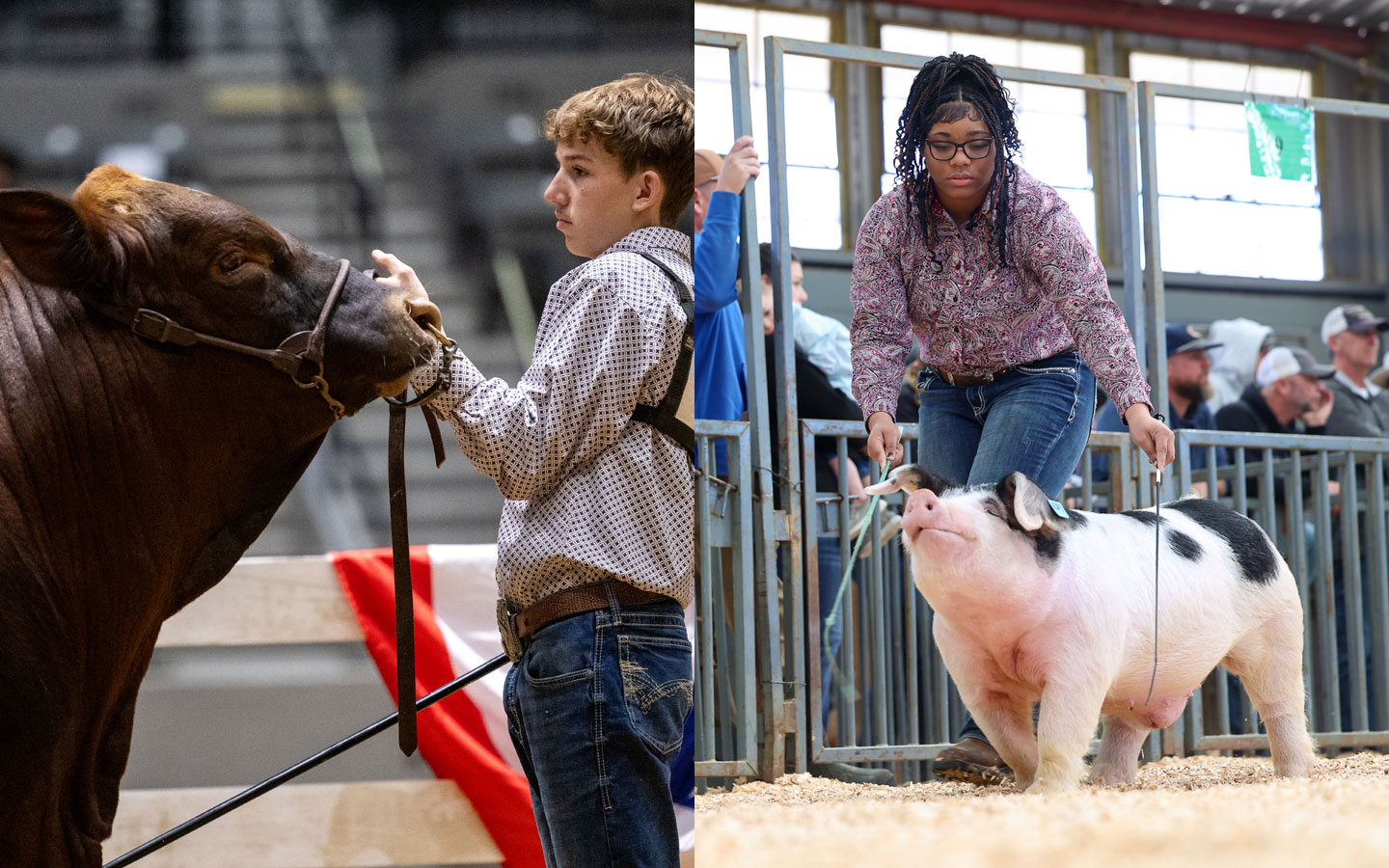 A child shows his Beefmaster breeding bull on the left, and another shows her Spot market hog on the right.