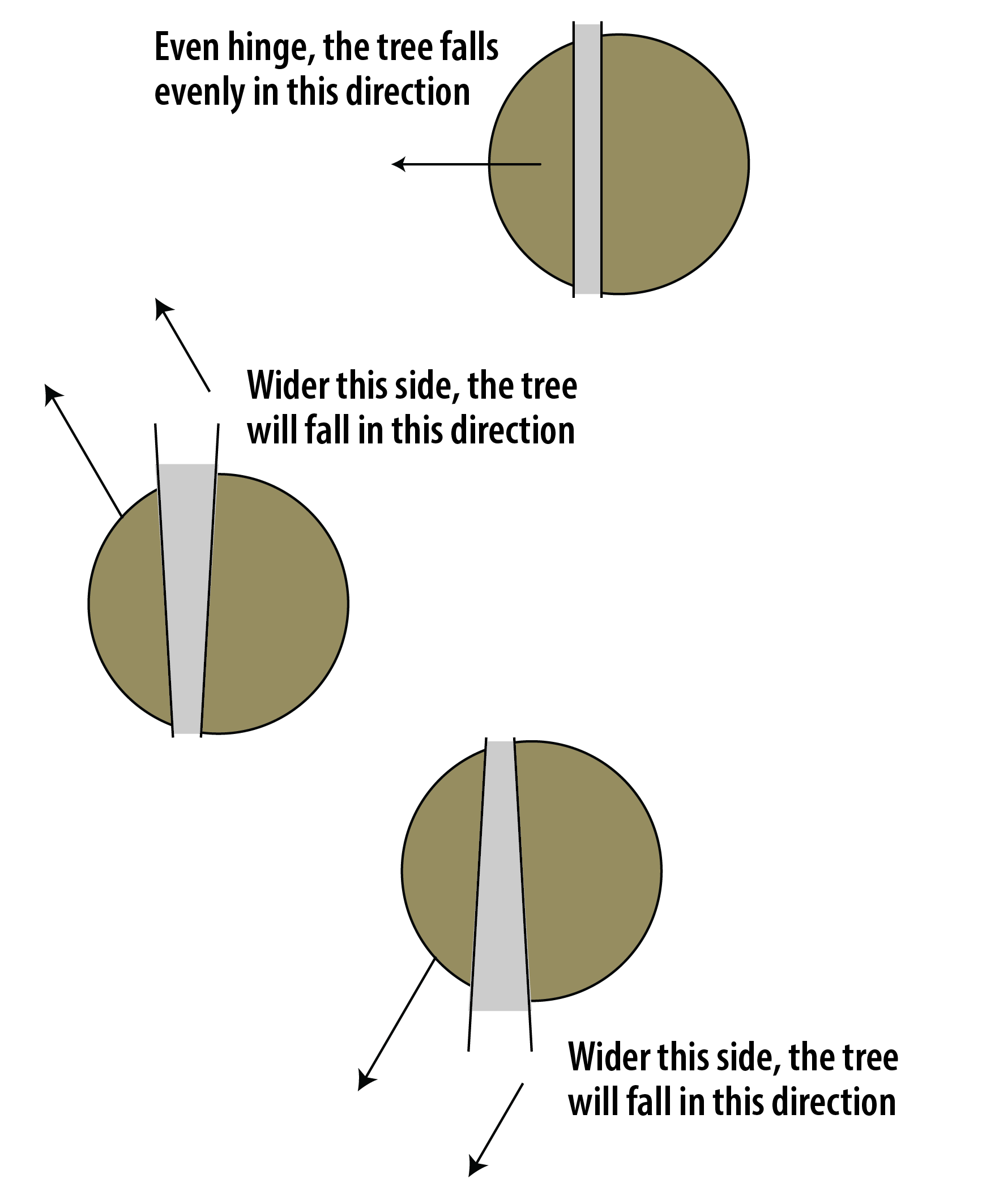 hree types of hinges are shown from a bird's-eye view of a trunk. With a parallel hinge, the tree falls evenly toward the face cut. With a non-parallel hinge, the tree will fall in the direction of the wider side.