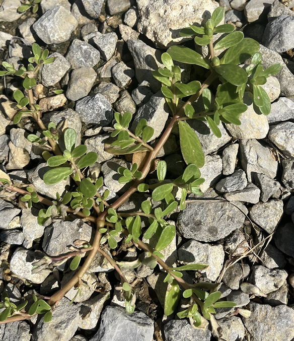 Common purslane with its smooth, paddle-shaped succulent leaves and reddish, spreading stems, spilling over and between gray rocks.