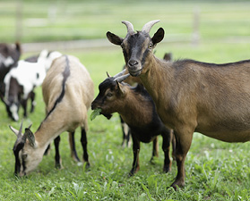 Several goats graze in a grassy field.