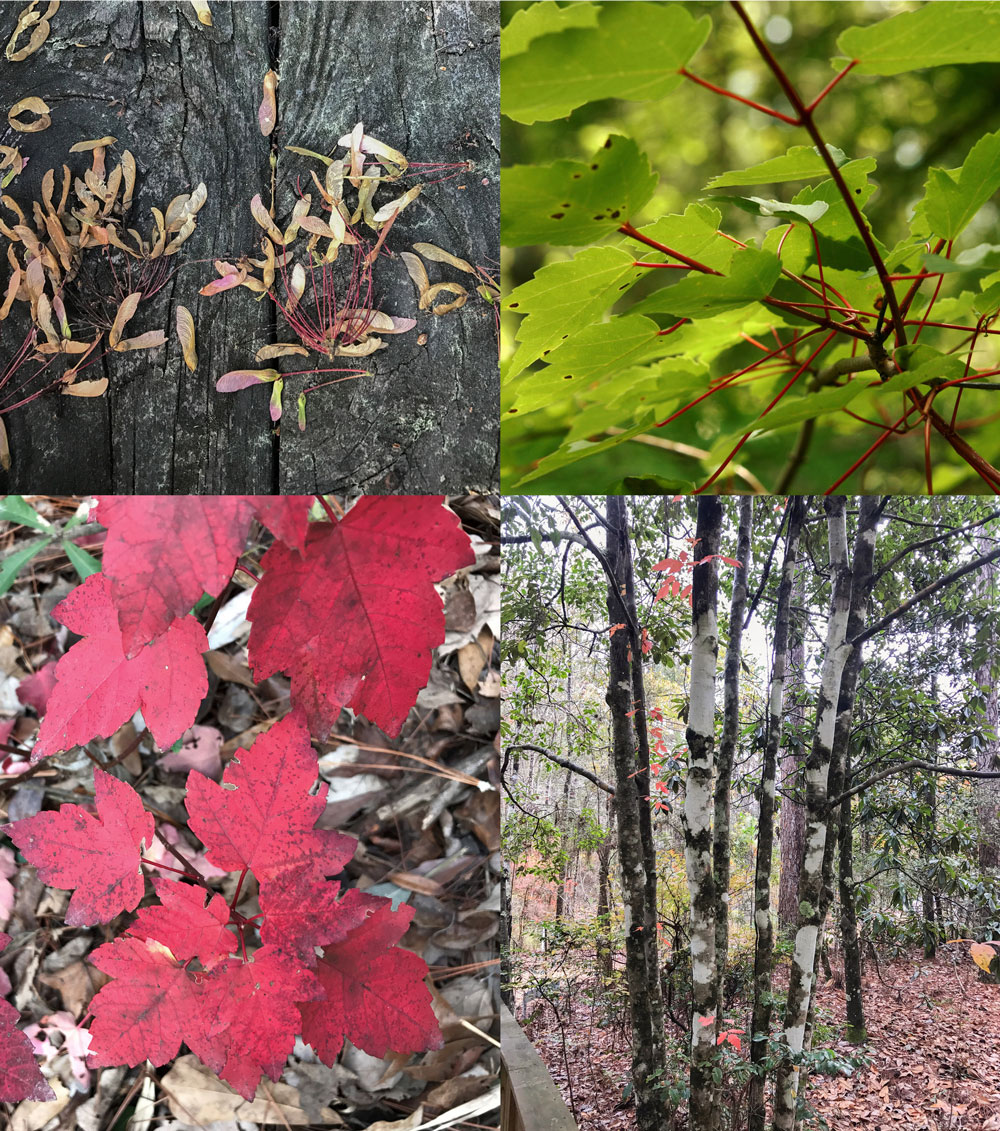 Red maple seeds leaf stems on top; fall red maple leaves and tree bark on bottom.