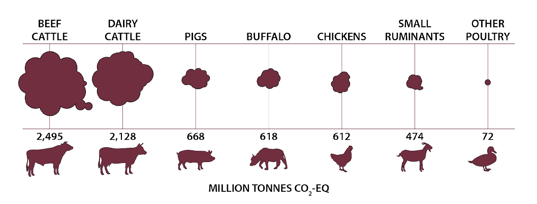 Methane emissions from different livestock in million tonnes: beef cattle emit 2,495; dairy cattle emit 2,128; pigs emit 668, buffalo emit 618; chickens emit 612; small ruminants emit 474; and other poultry emit 72. 