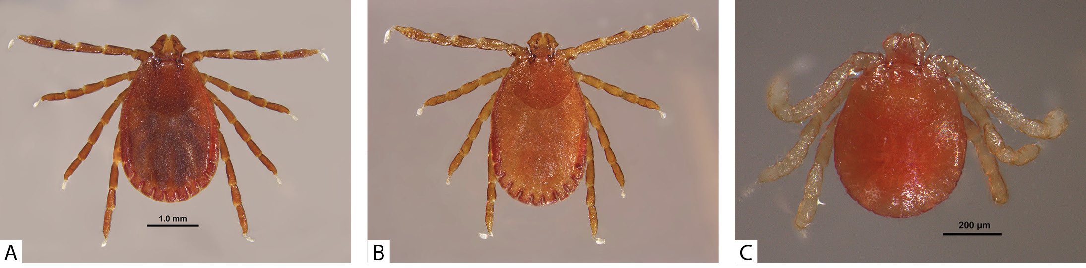 Three tick photos labeled A, B, and C, as described in the caption and in the text under the heading Description.