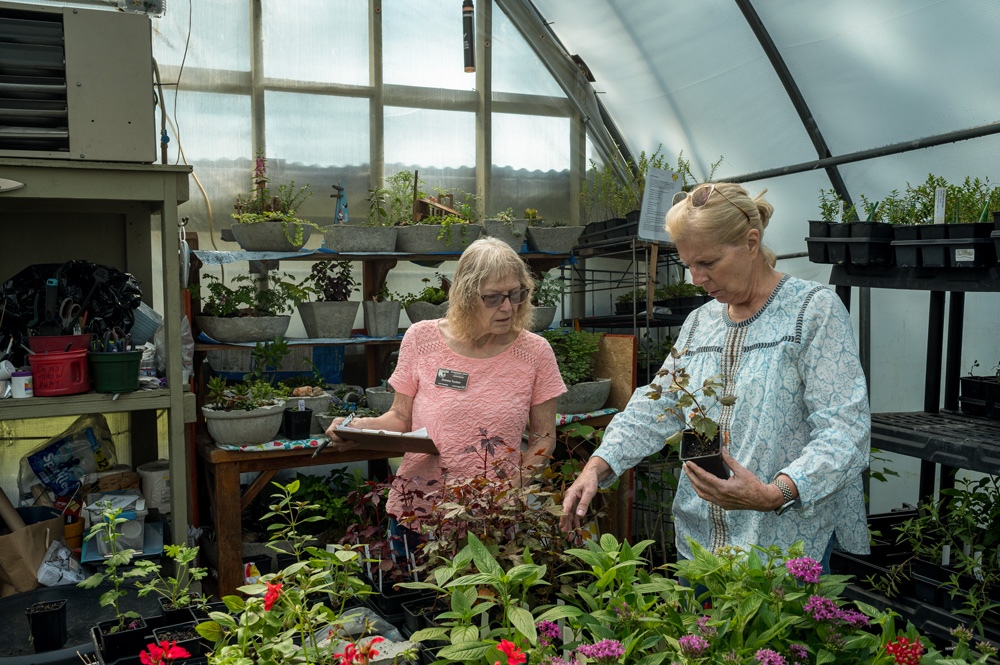 Two people examining plants inside a greenhouse.