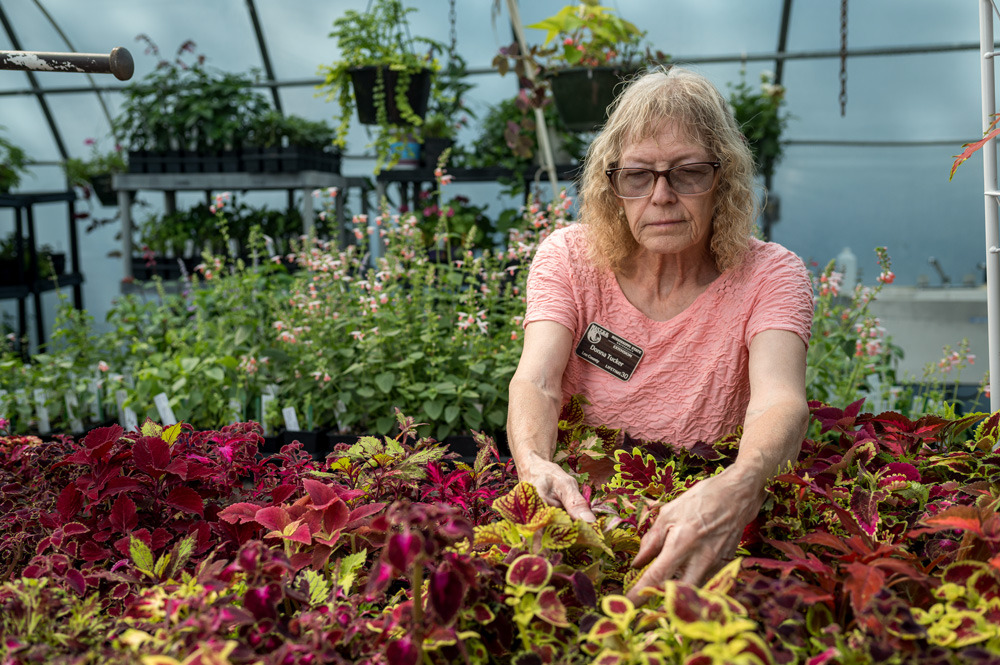 A person handling plant foliage in a greenhouse.