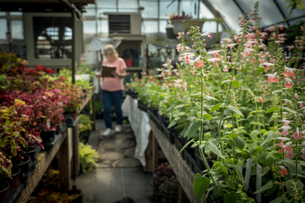 Bright pink flowers in the foreground and person with a clipboard in the background.